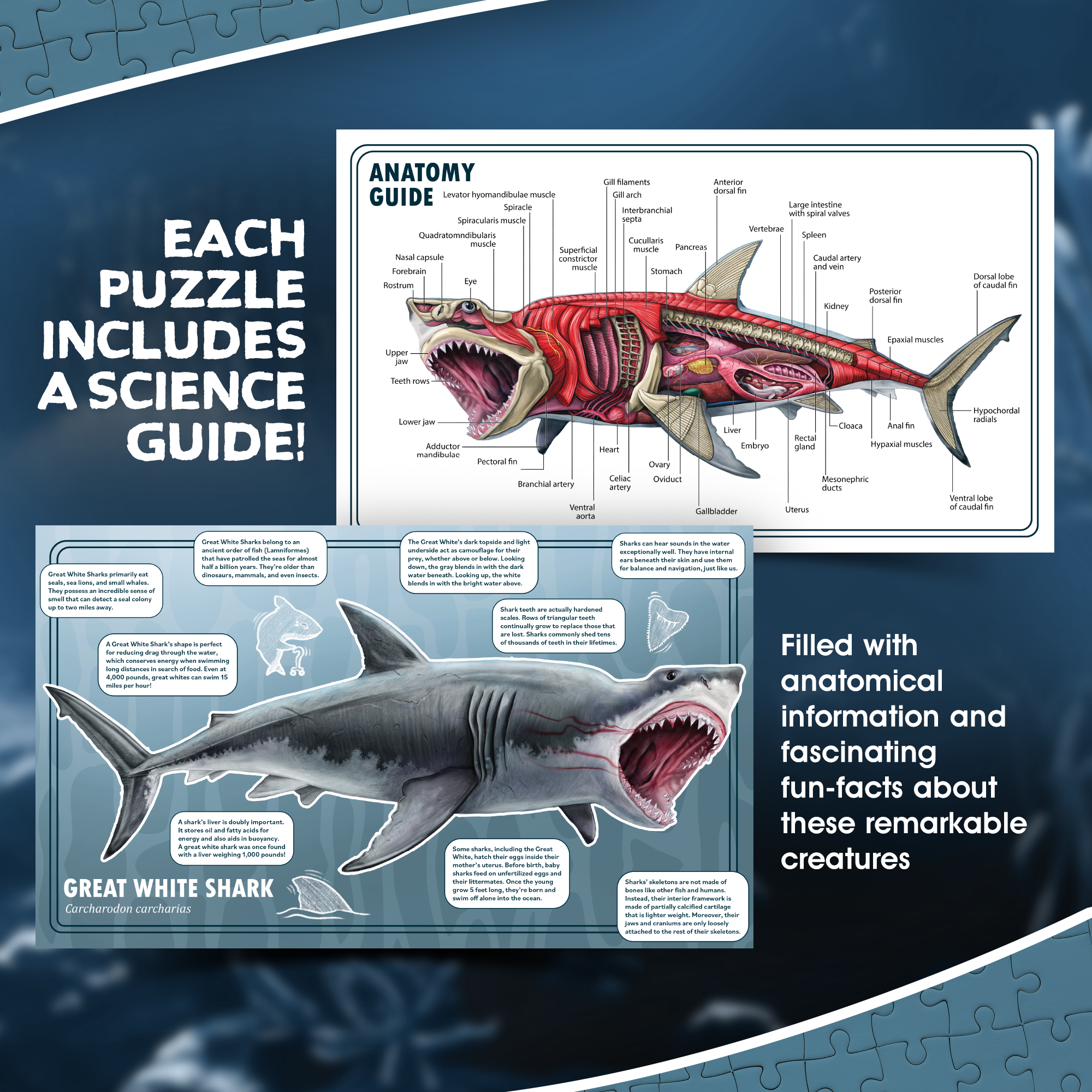 Turn N Learn: Shark Puzzle