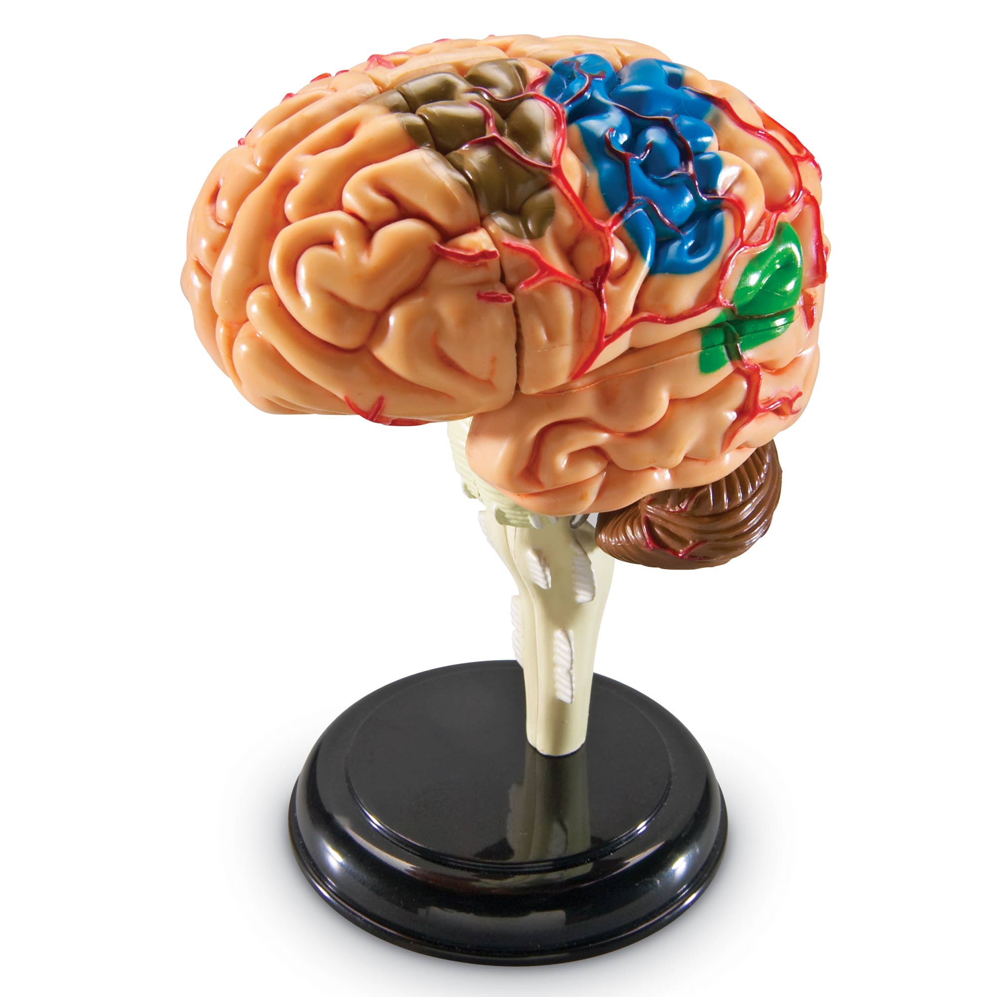 Brain Anatomy Model