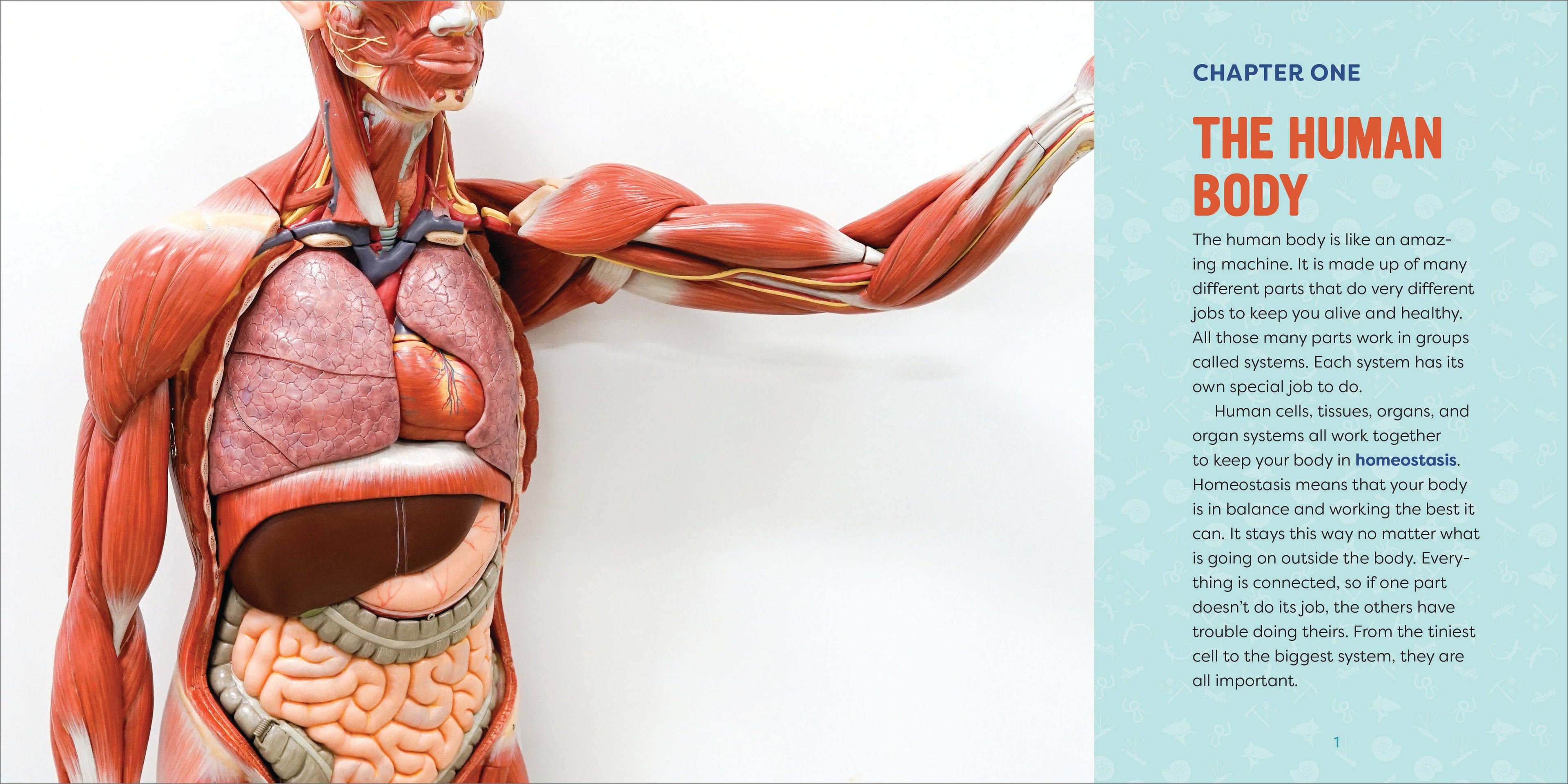 Human Anatomy for Kids