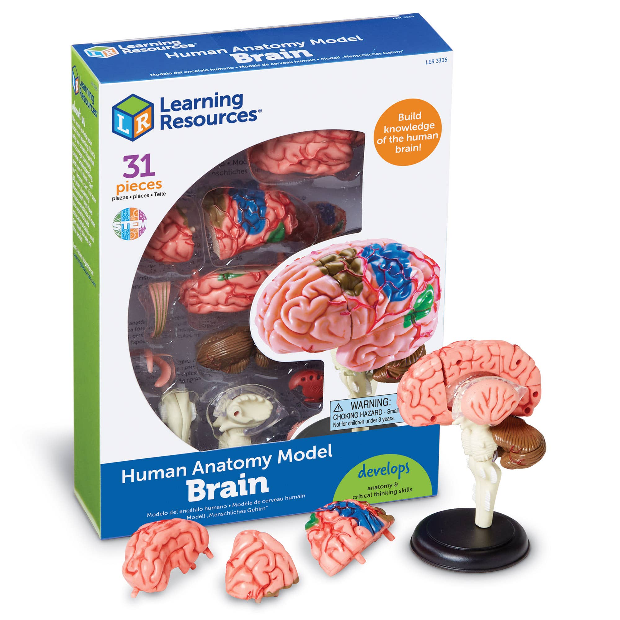 Brain Anatomy Model