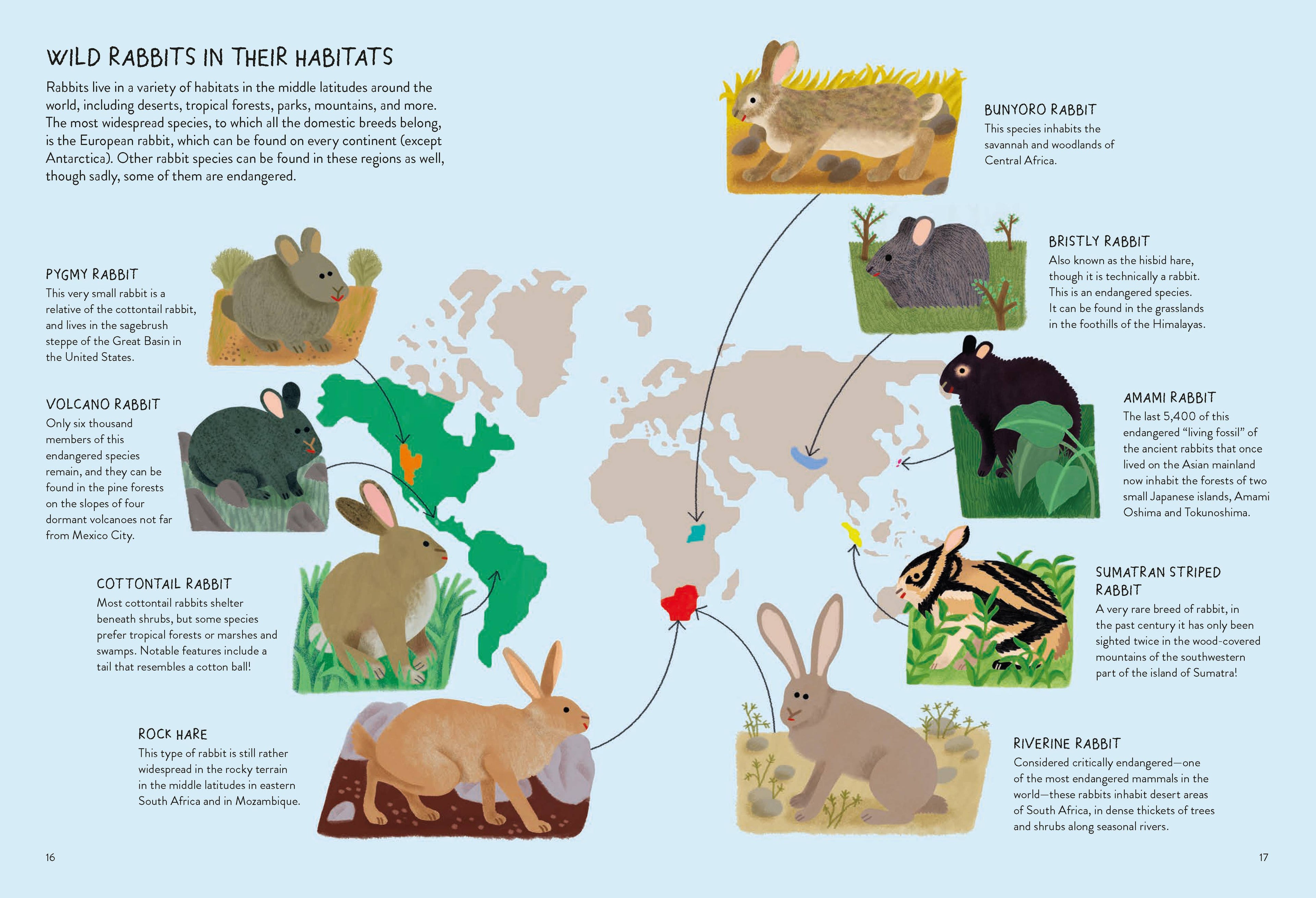 Rabbitology