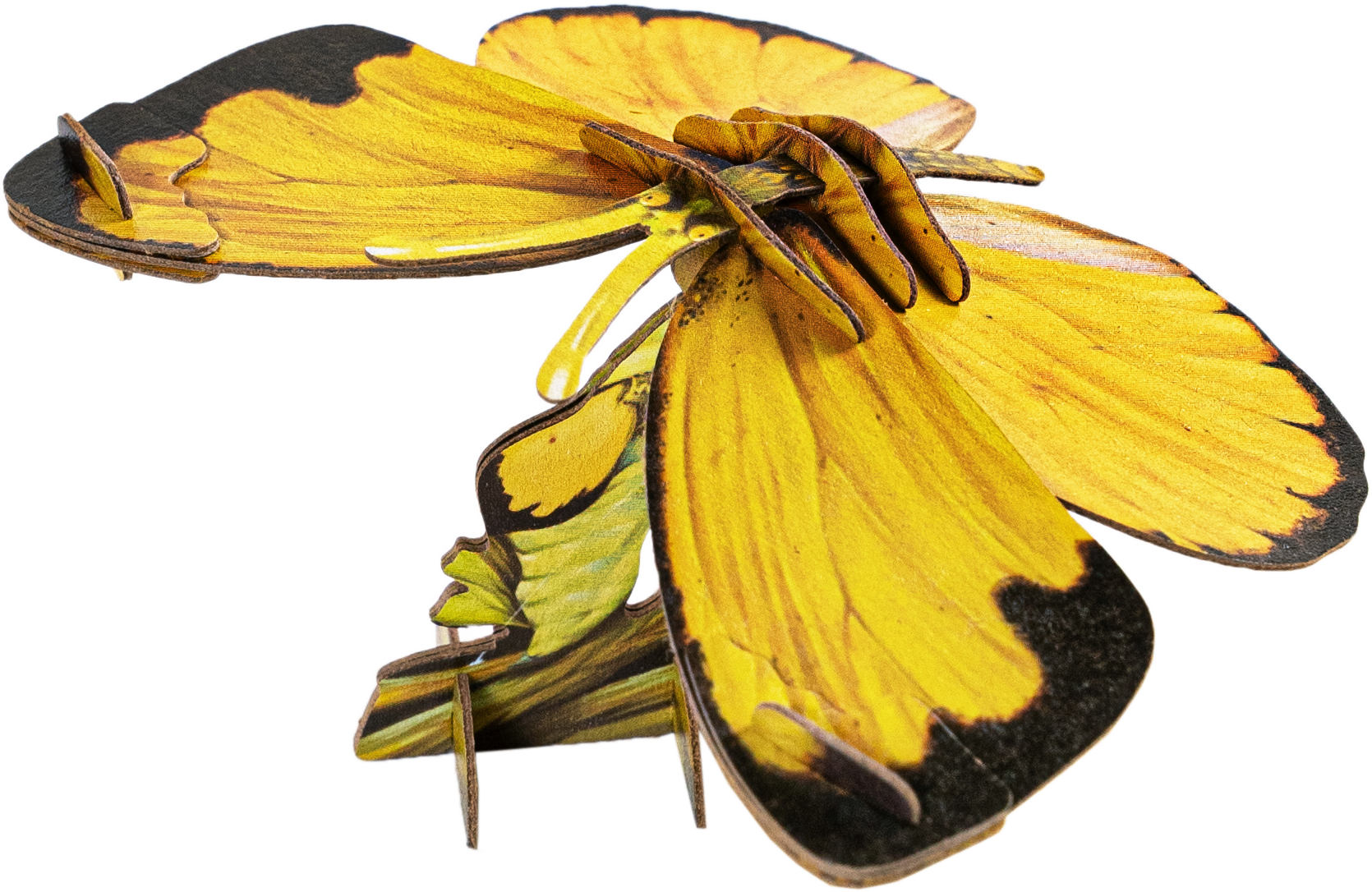 Common Grass Yellow Butterfly 3D Puzzle - Bring Nature Home