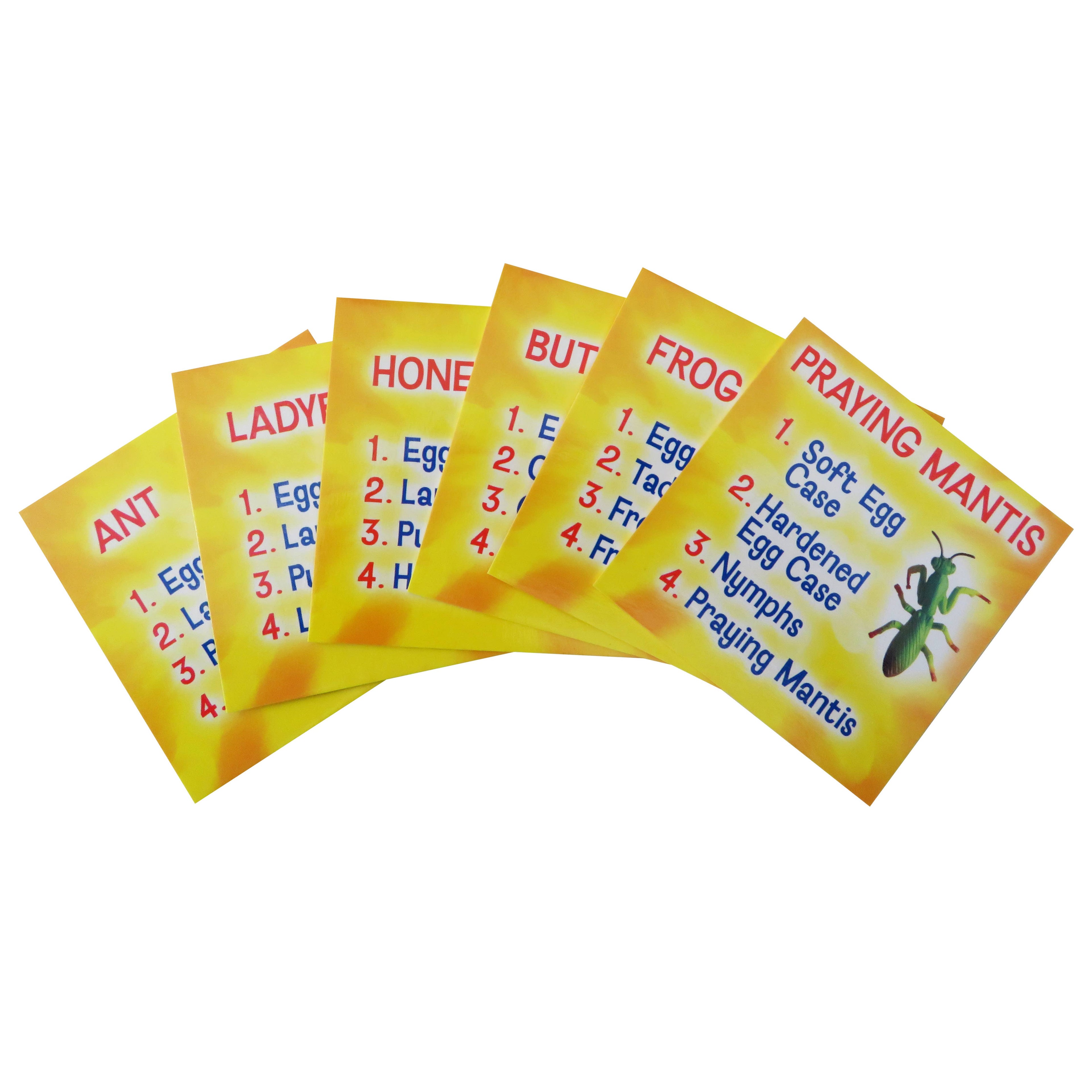 Life Cycle Figurines - 24 Piece Set