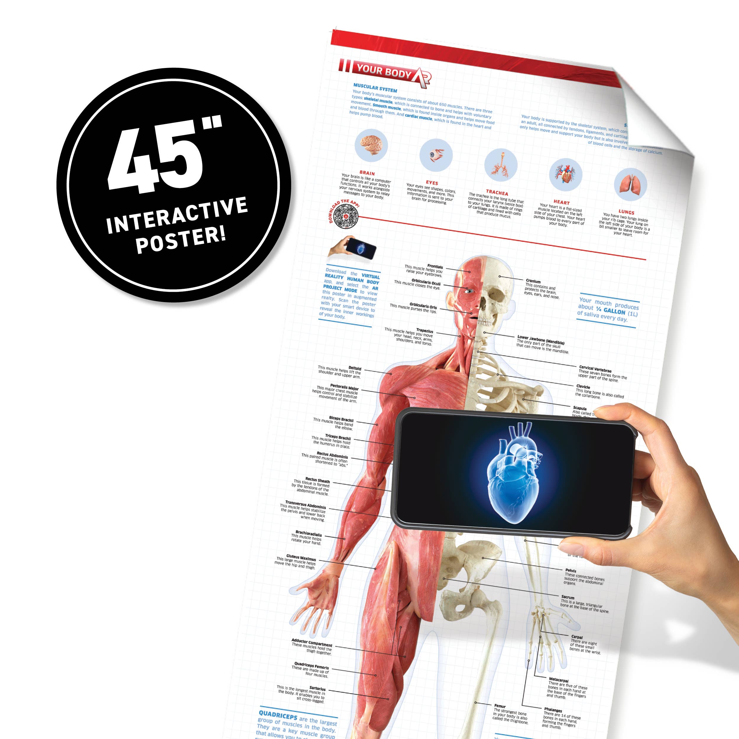 Virtual Reality Discovery Gift Set w/ DK Book - Human Body!