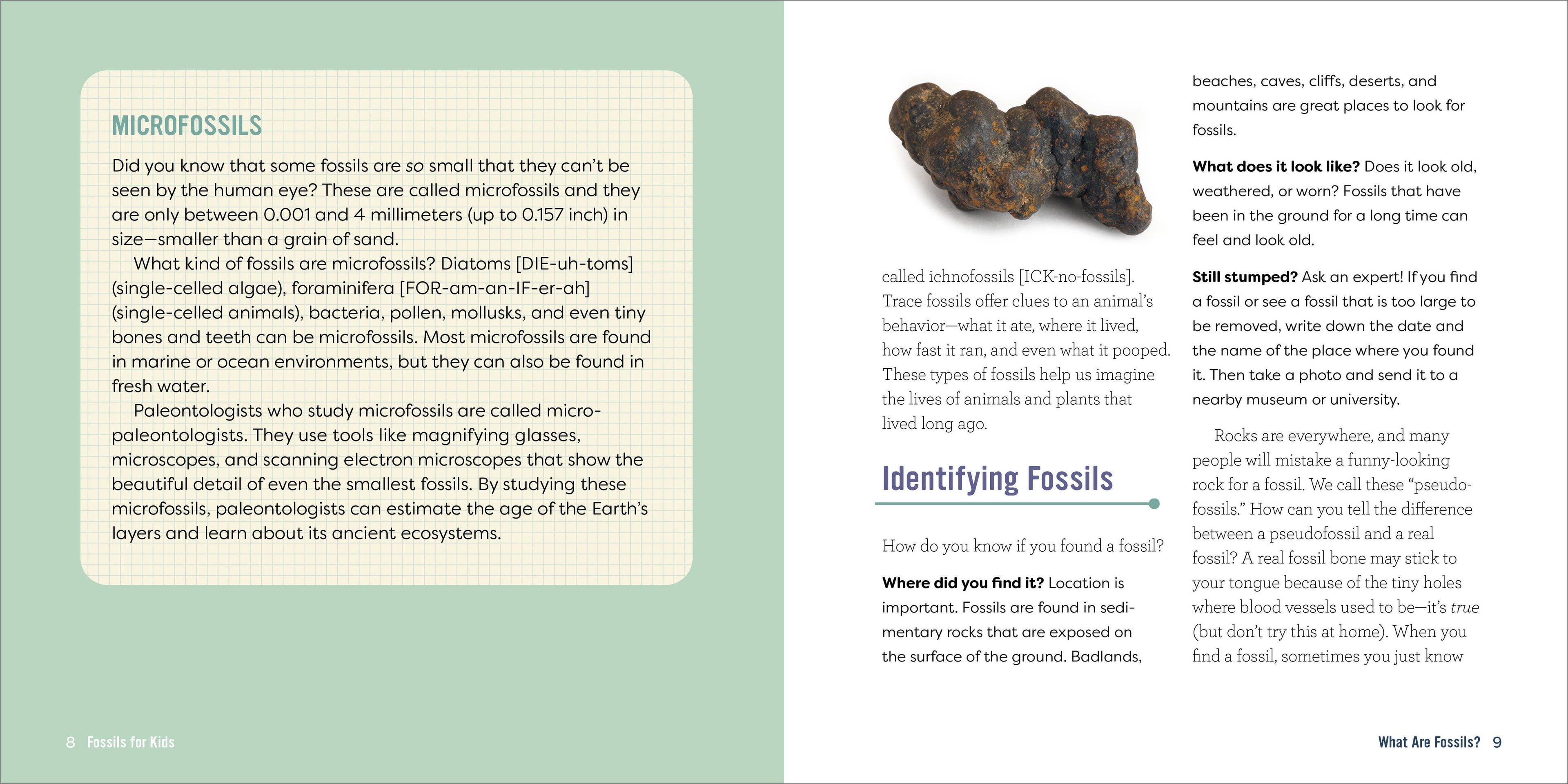 Fossils for Kids