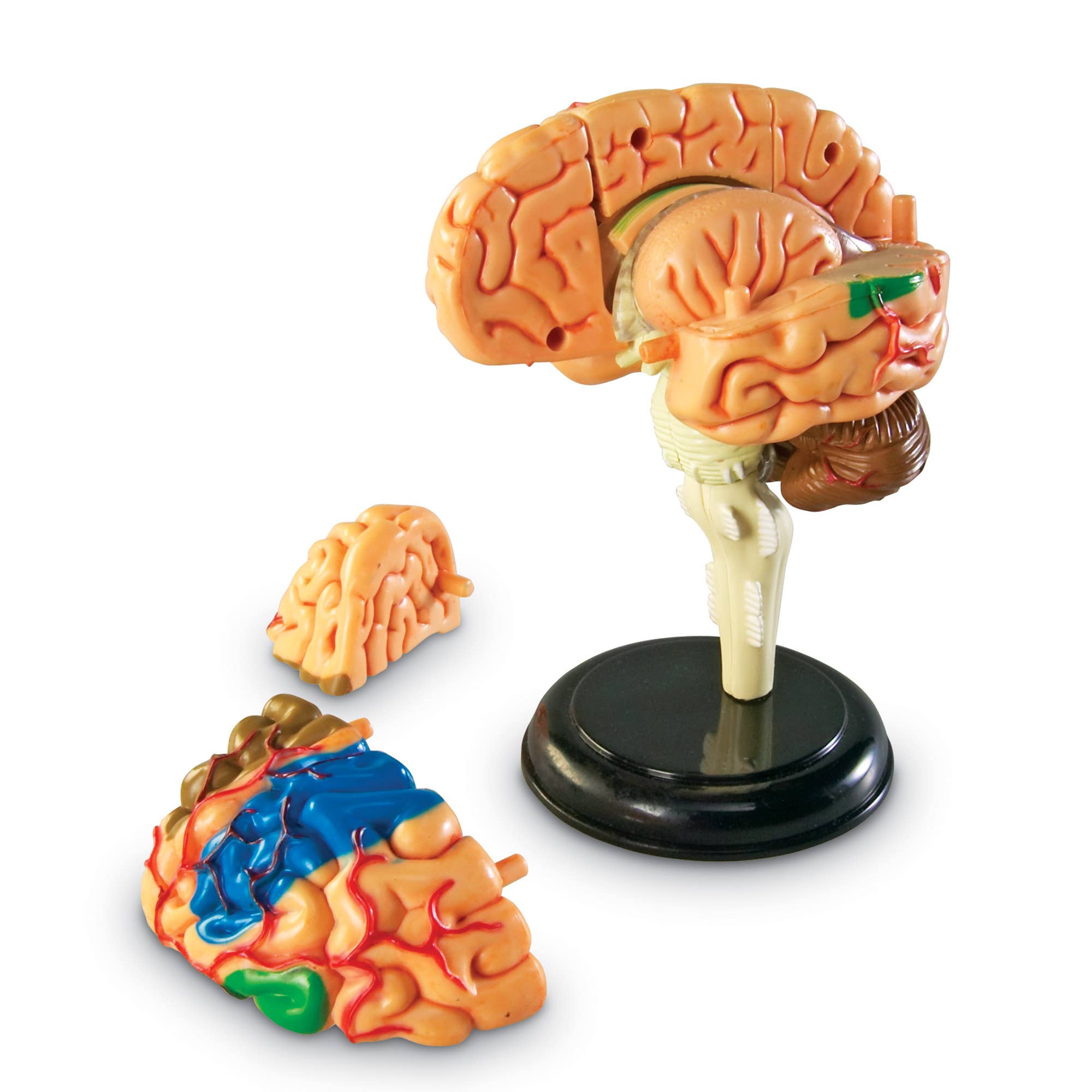 Brain Anatomy Model
