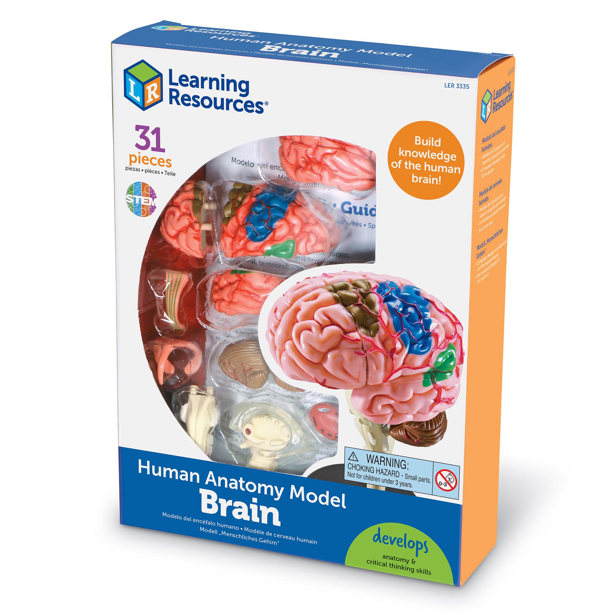 Brain Anatomy Model