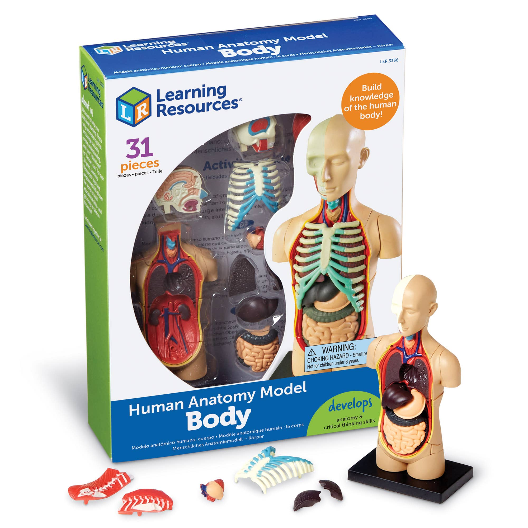 Human Body Anatomy Model