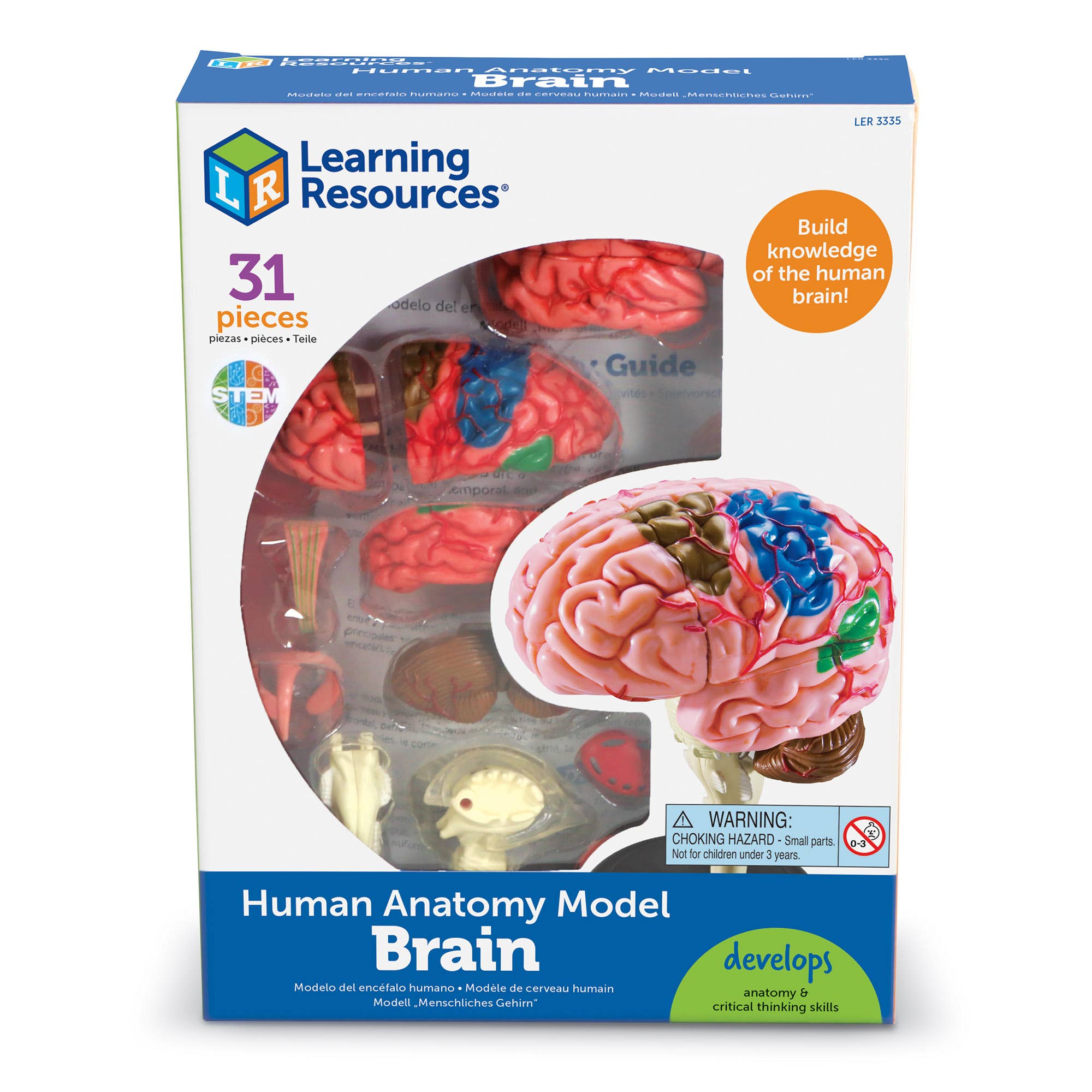 Brain Anatomy Model