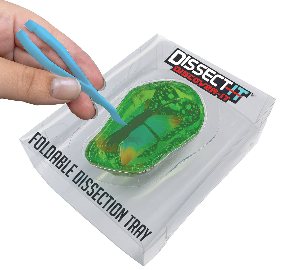 Discover-It Dissect It Butterfly Metamorphosis Lab