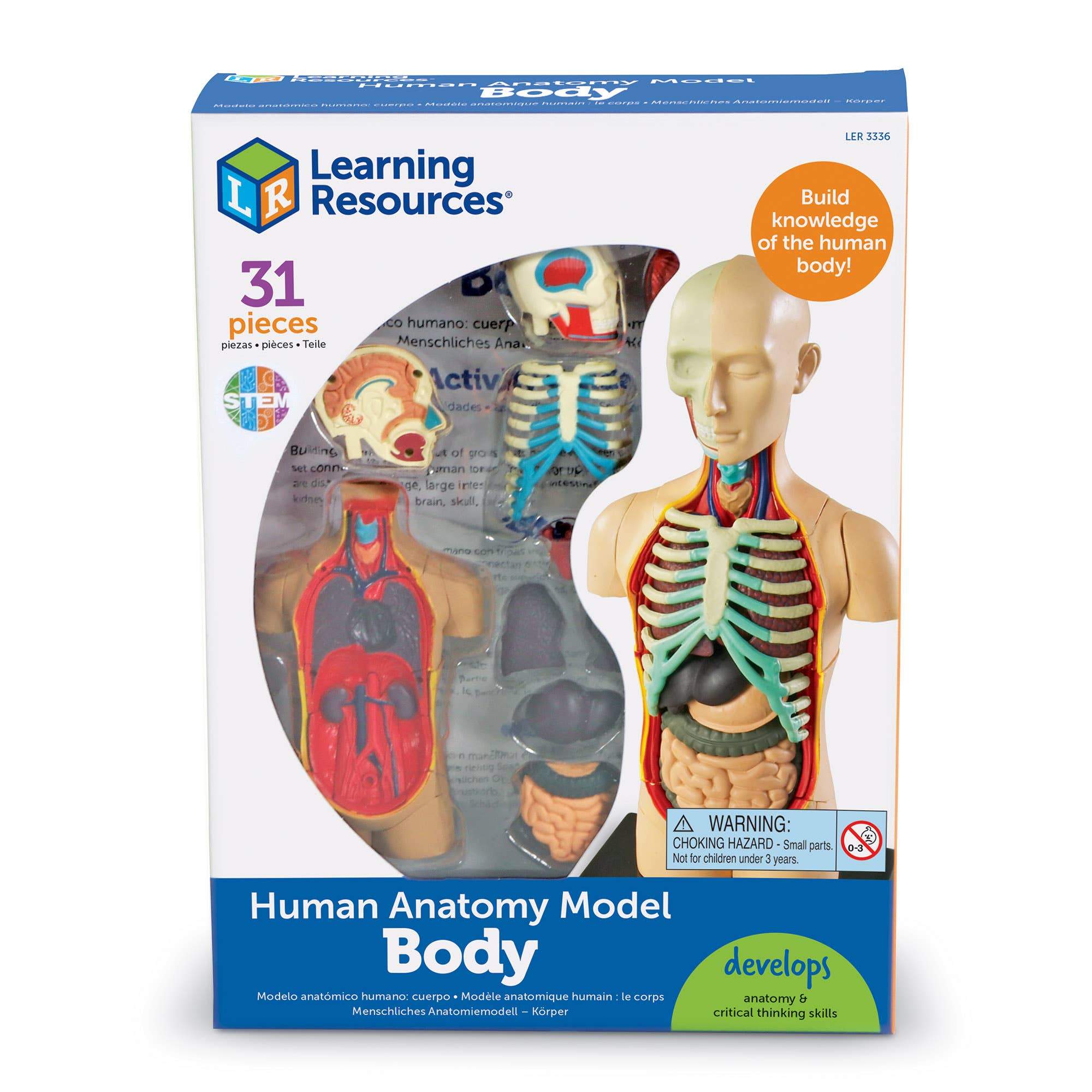 Human Body Anatomy Model