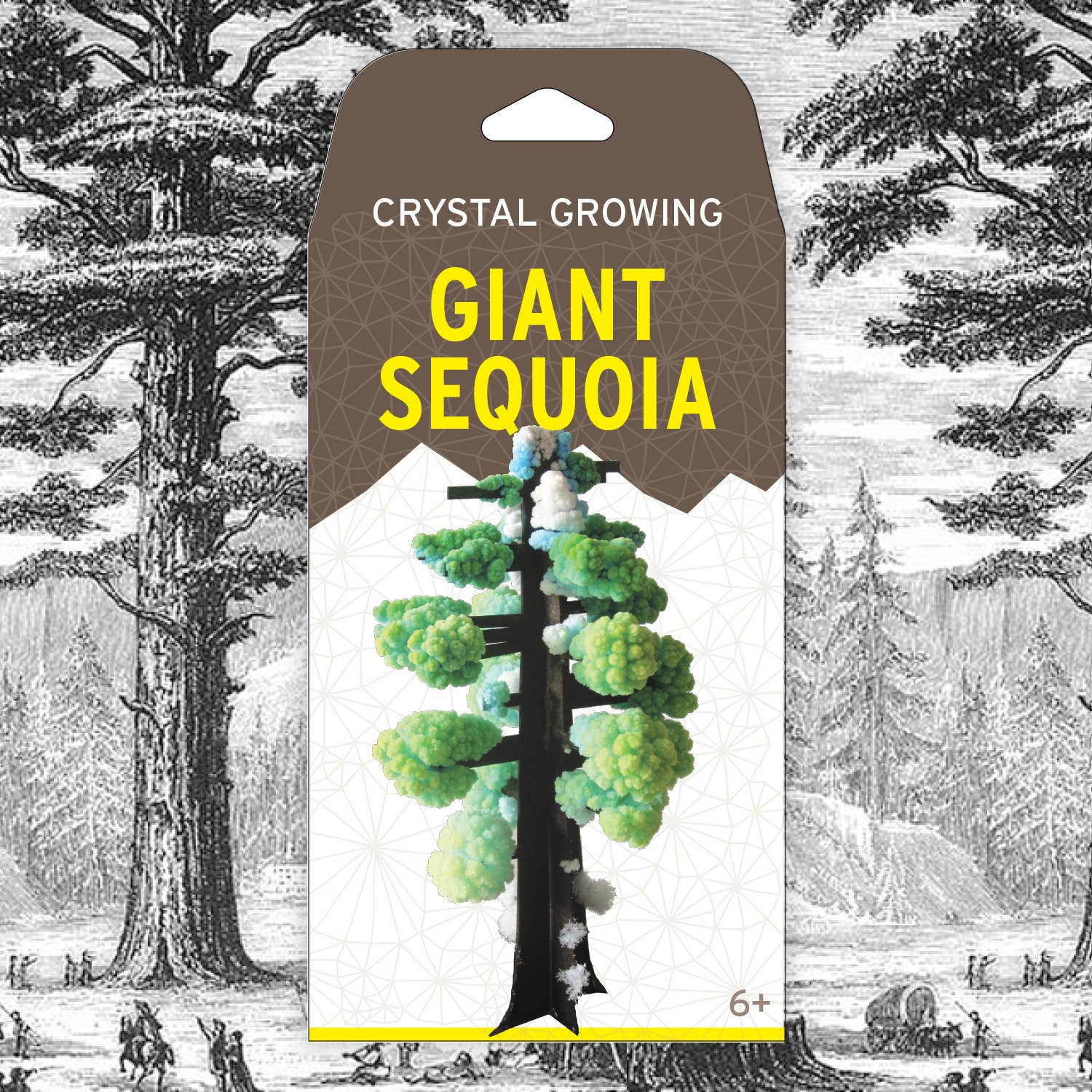 Crystal Growing Giant Sequoia | 
Craft Kit Science Kit