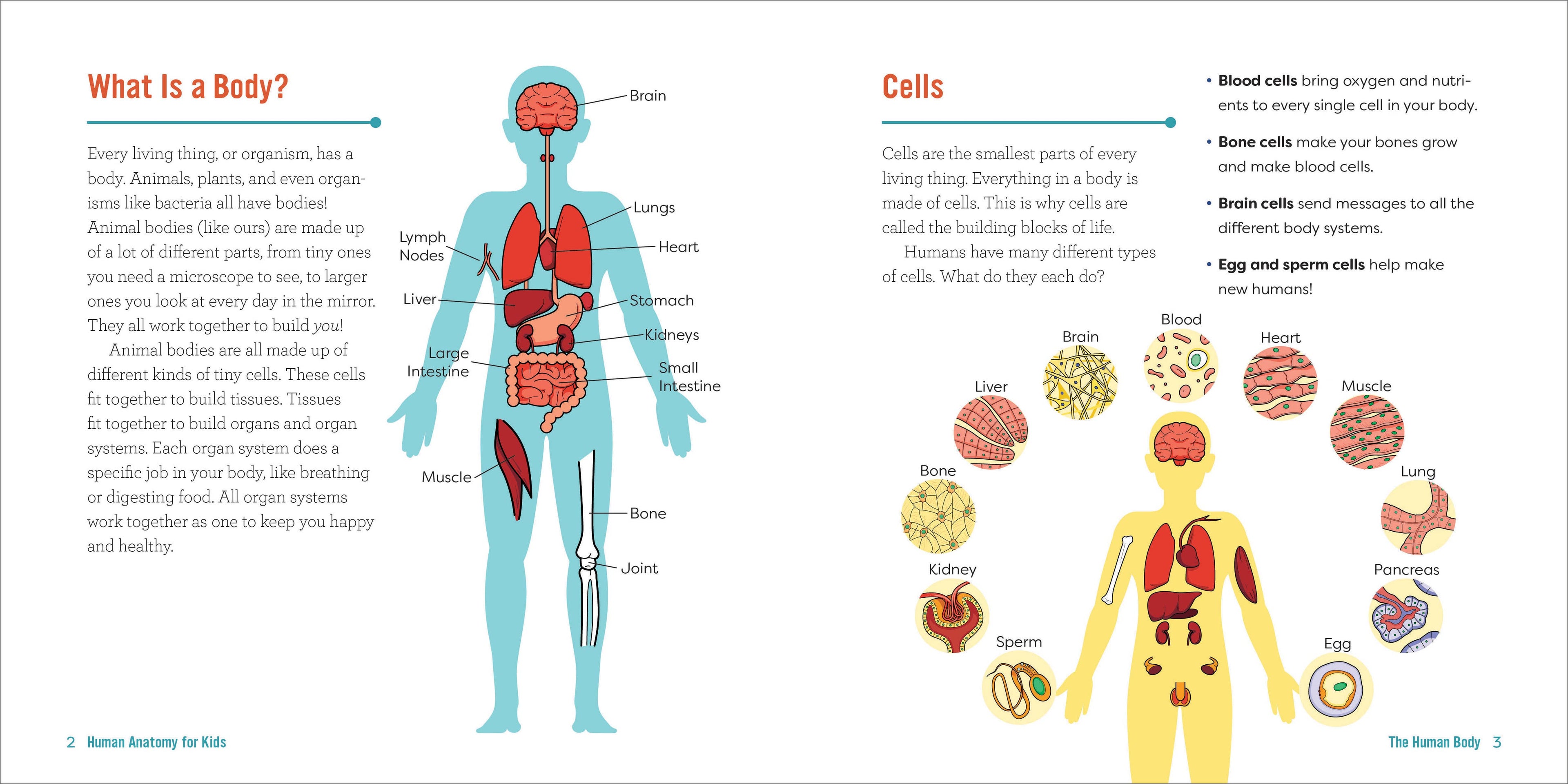 Human Anatomy for Kids