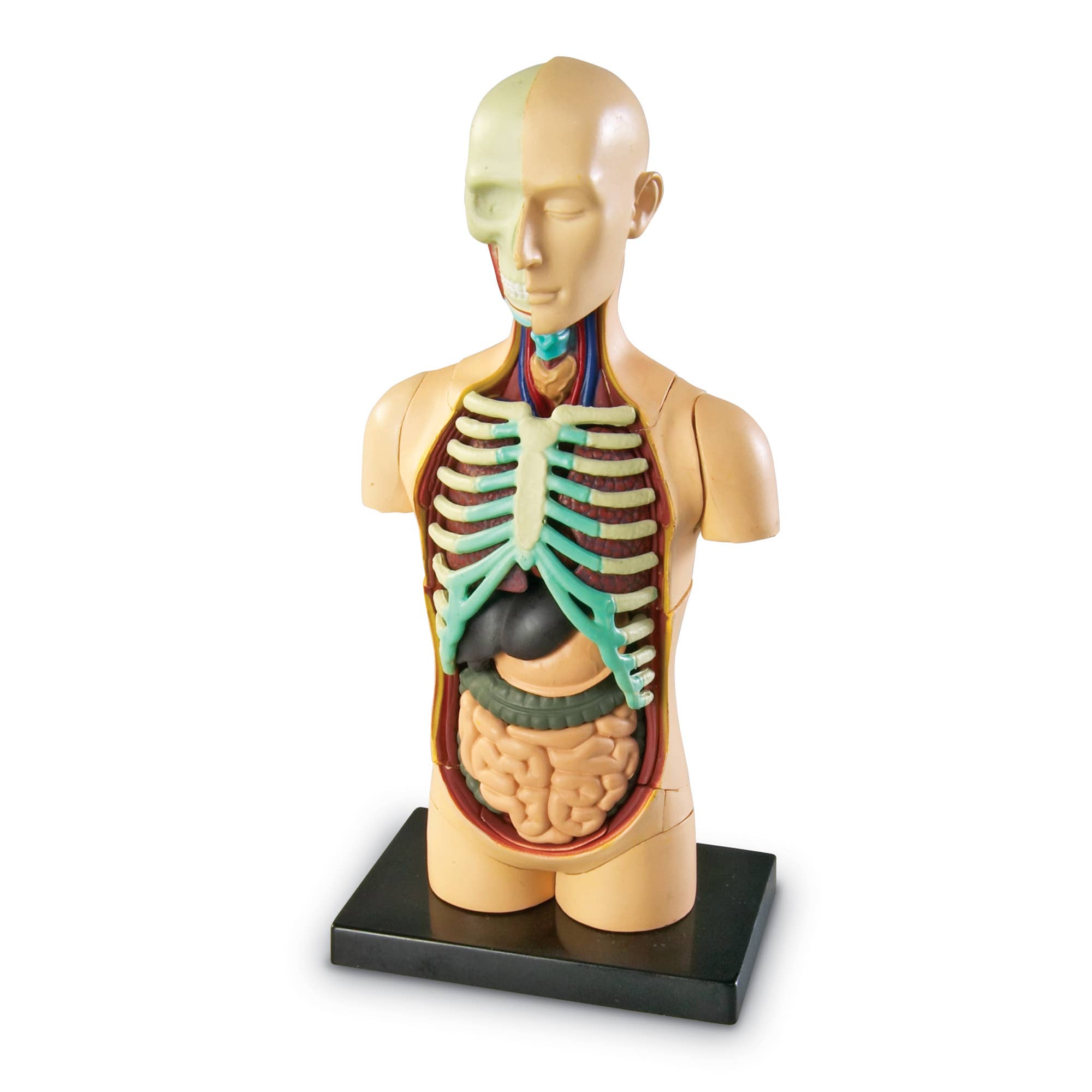 Human Body Anatomy Model