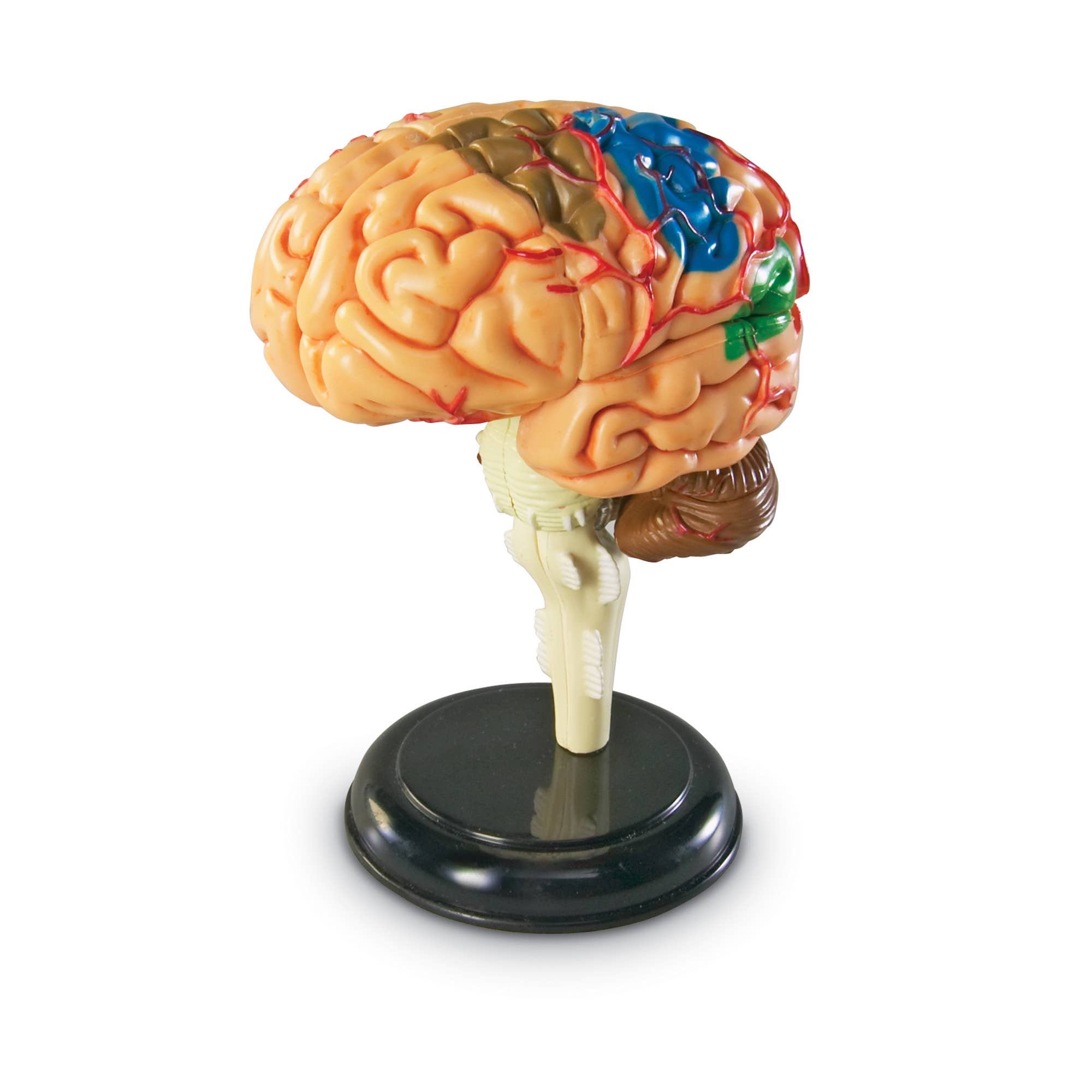 Brain Anatomy Model