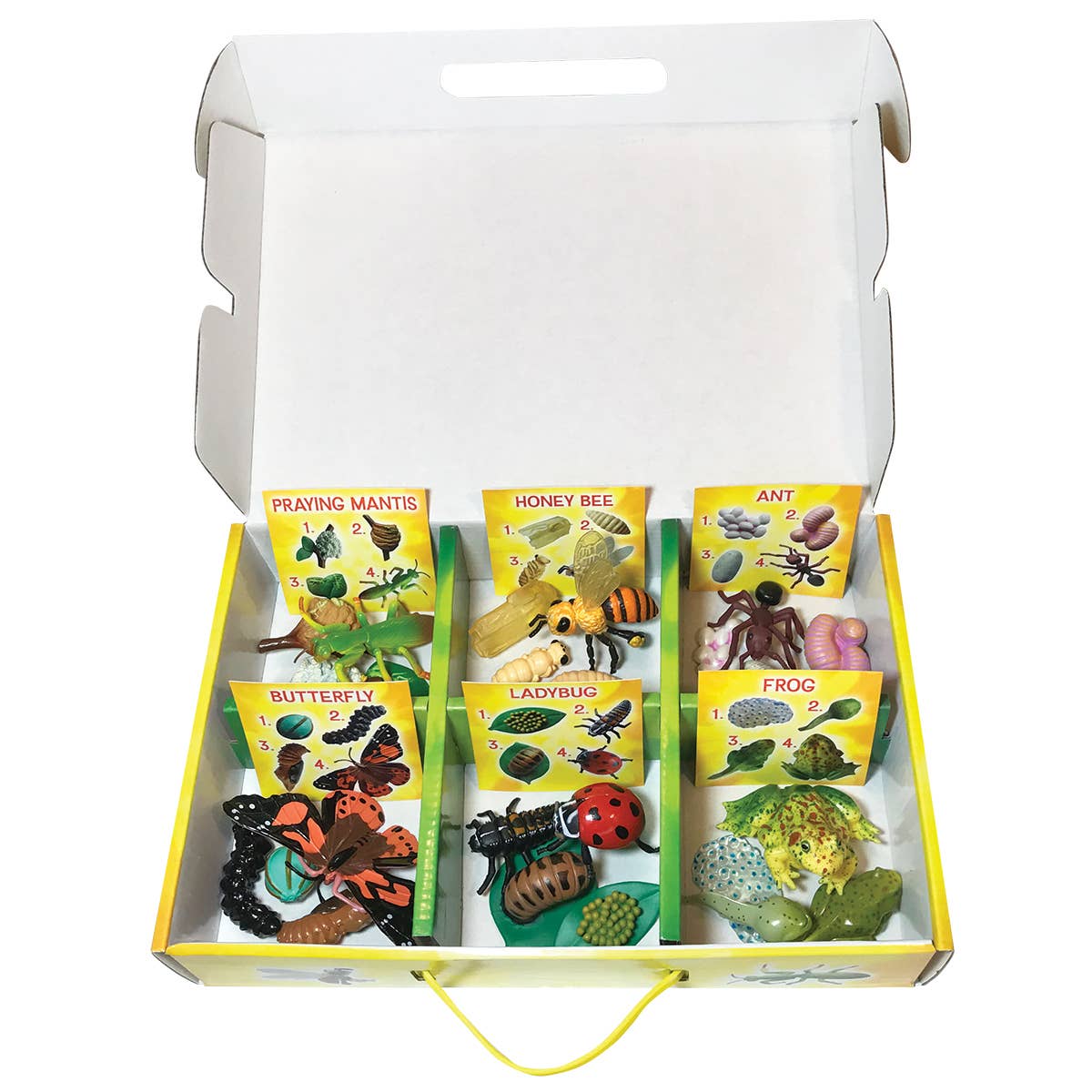 Life Cycle Figurines - 24 Piece Set